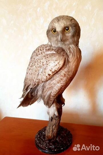 Чучело совы