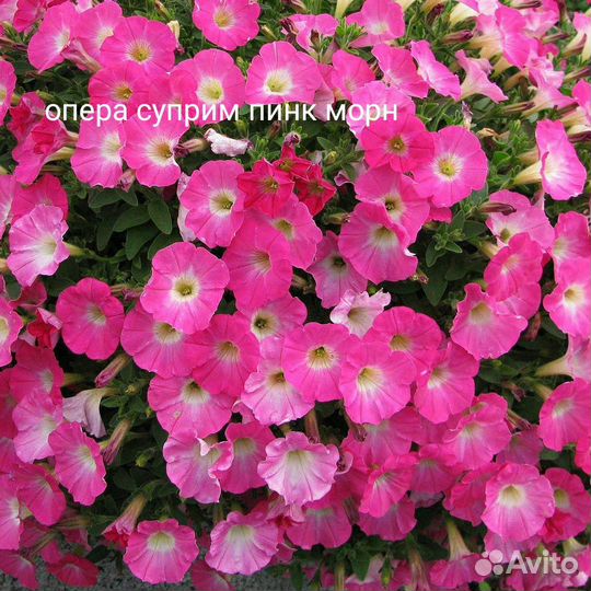 Петуния ампельная