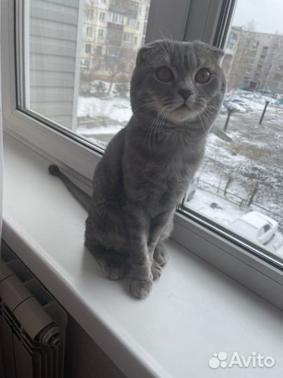 Шотландский кот вислоухий