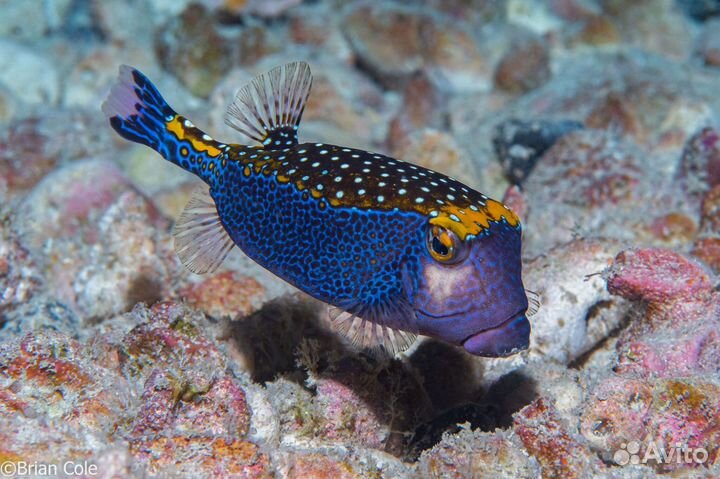 Рыбка Кузовок Белопятнистый синий