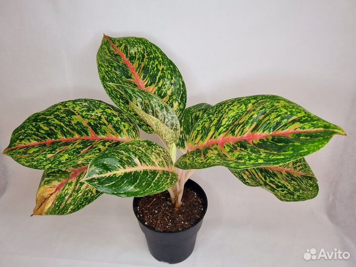 Аглаонема спринг ред