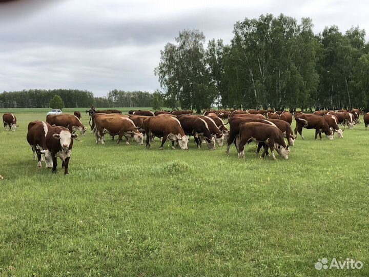 Коровы и тёлки герефорд до 40 голов