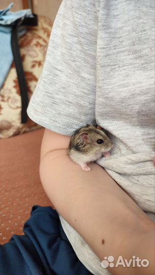 Джунгарские хомяки