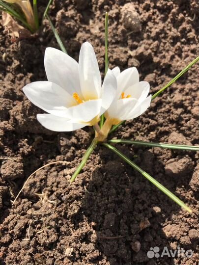 Тюльпаны, Нарциссы, Гиацинт, Пролеска, Пушкиния