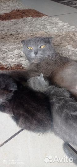 Котята от британской кошки