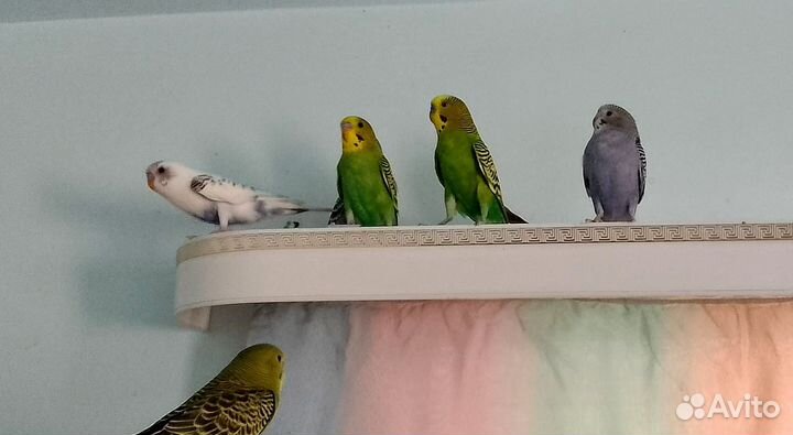 Волнистый попугай