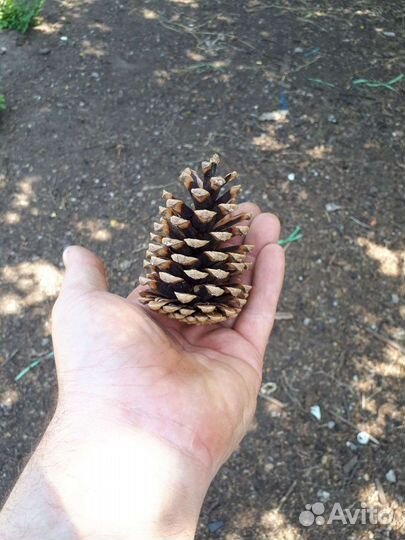 Шишки сосновые для декора много
