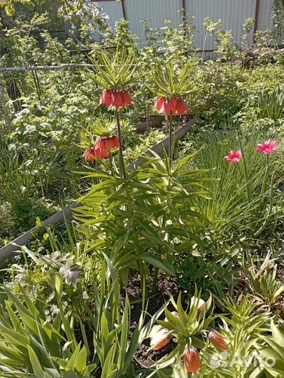 Рябчики императорские