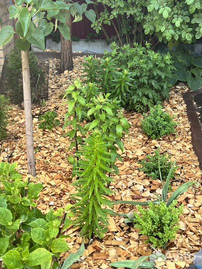 Щепа для мульчирования