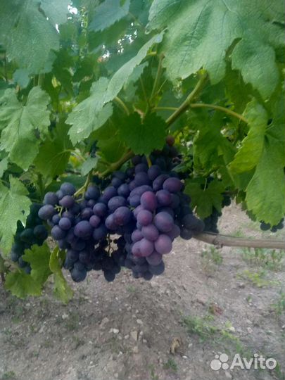 Черенки винограда