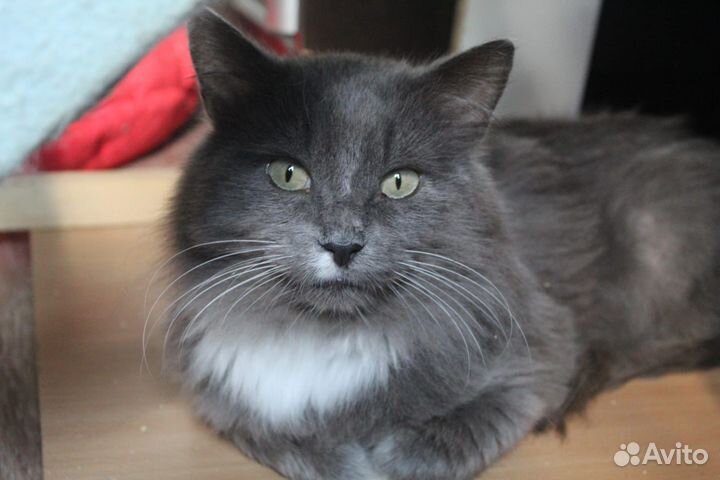 Кошки бесплатно