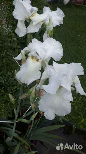 Ирис жёлтый, белый, цветной