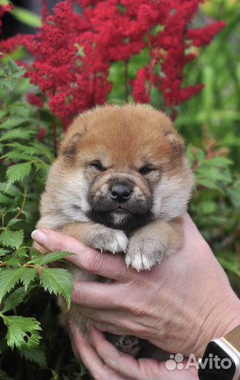 Щенки Сиба ину