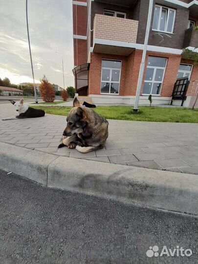 Молодой пес ищет дом