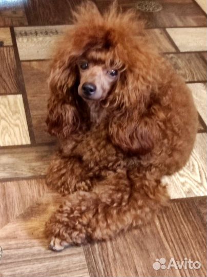 Вязка кобеля red brown с титулами