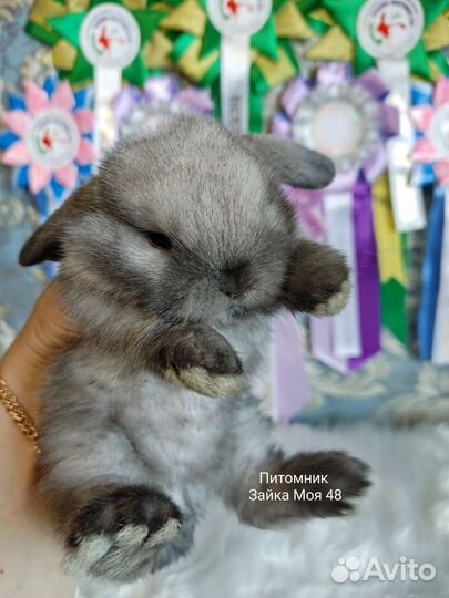 Кролик минилоп