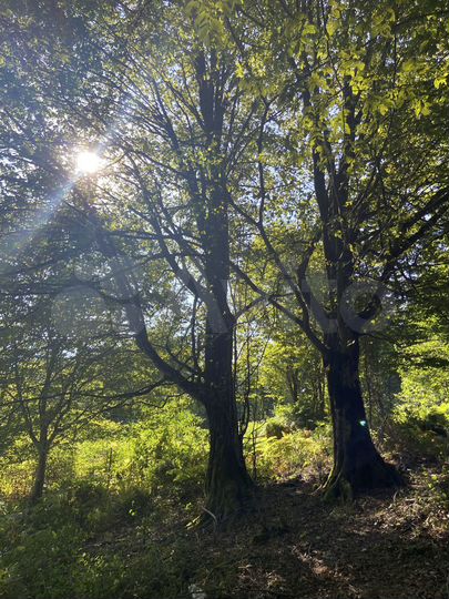 Участок 4,6 сот. (СНТ, ДНП)