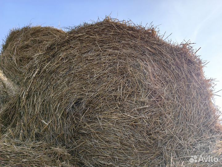 Солома пшеничная