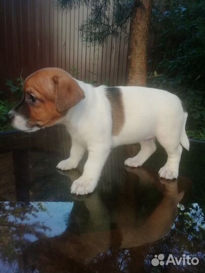 Щенки Джек Рассел Терьер. Гладкошерстные