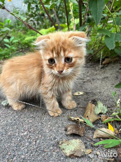 Котенок в дар бесплатно