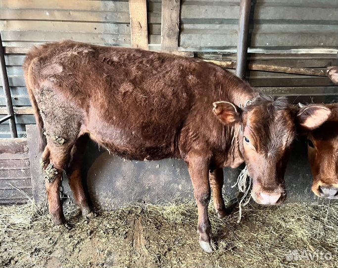 Телята телочки