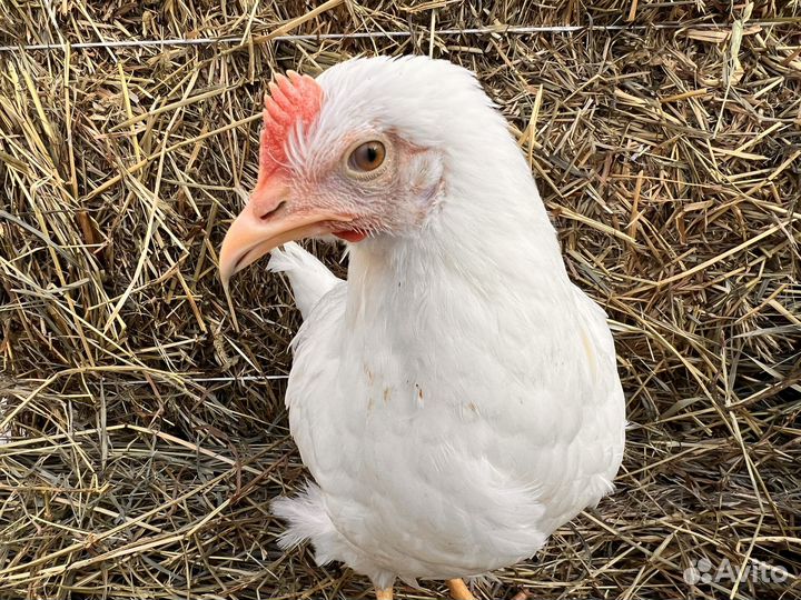 Kуpы нeсушки молодки