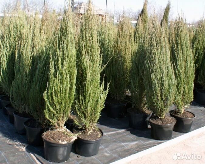 Скальный Блю Эрроу