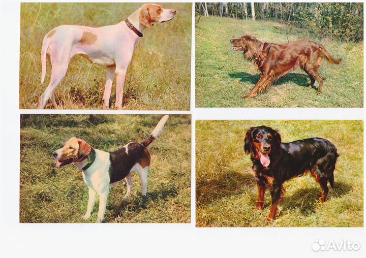 Открытки СССР Собаки 1969 г