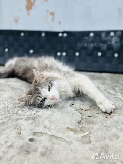 Кошка в добрые руки