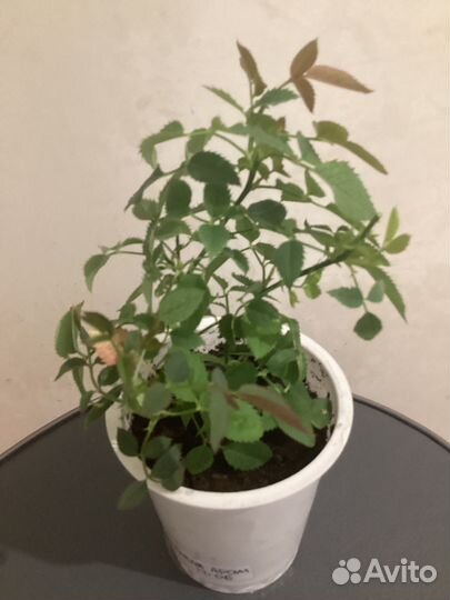 Роза ароматая комнатная