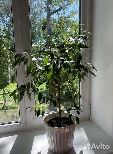 Фикус бенджамина