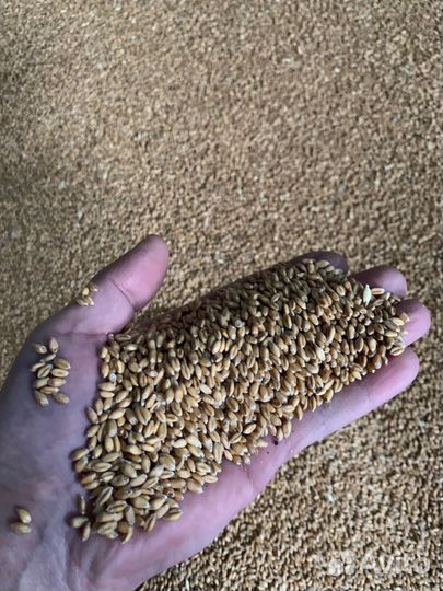 Ячмень,пшеница,овес