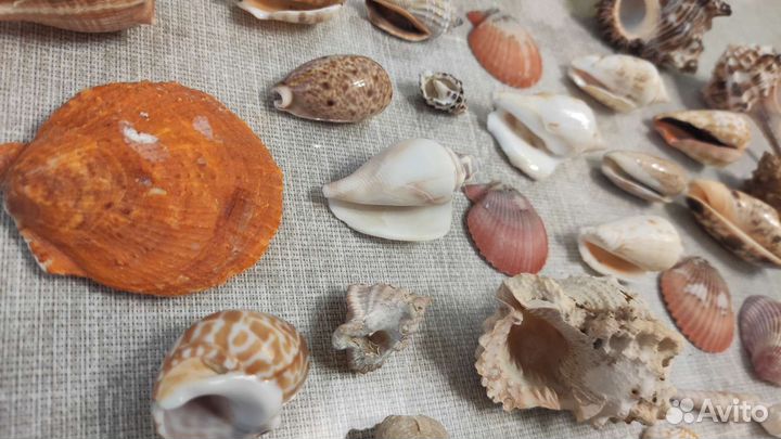 Набор ракушек