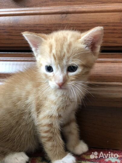 Котята в добрые руки даром рыжие
