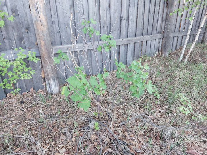 Участок 10 сот. (СНТ, ДНП)