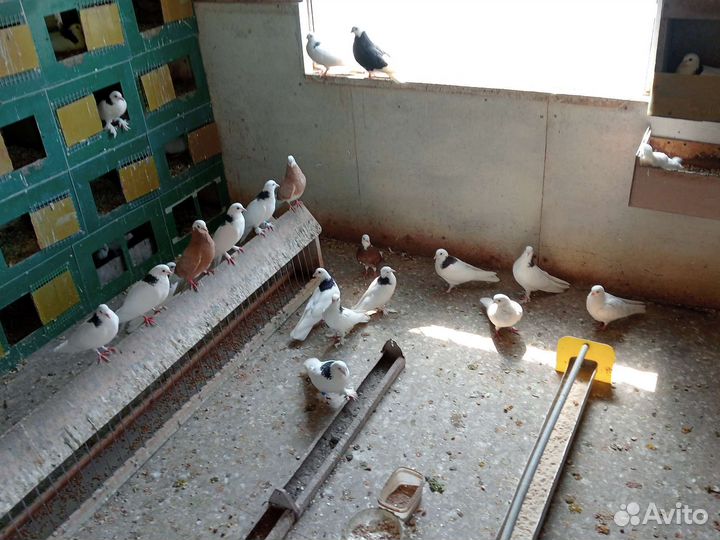 Голуби на продажу