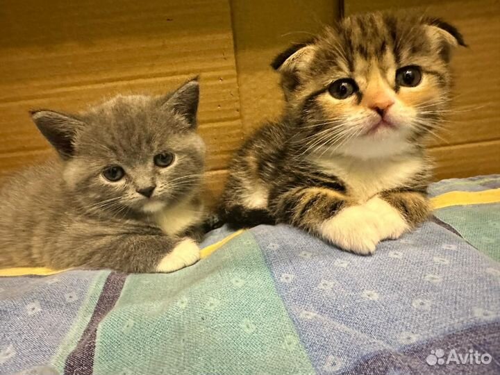 Шотландская