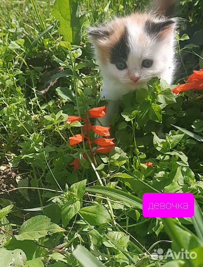 Сибирские котята