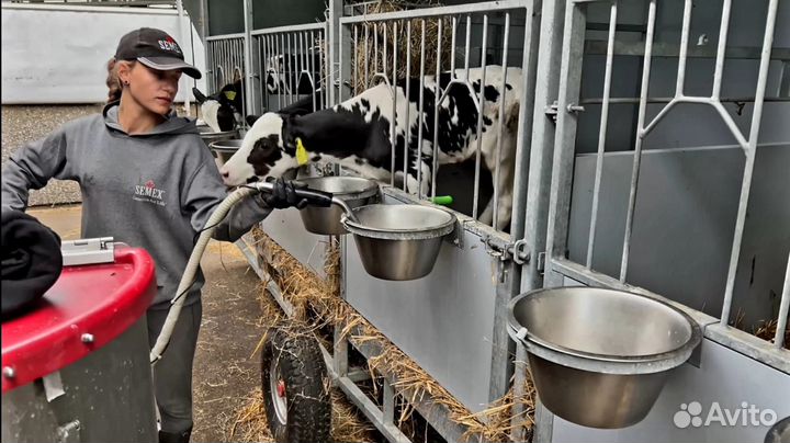 Бычки для окорма