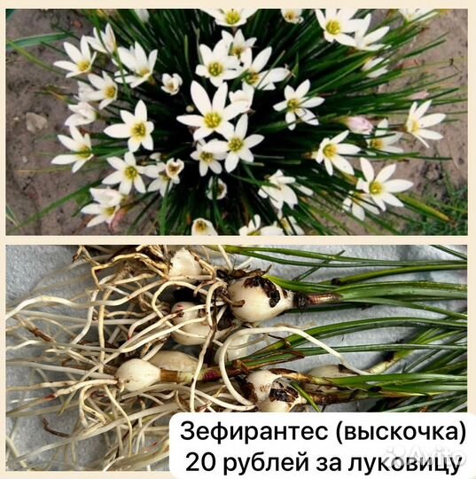 Цветы для сада