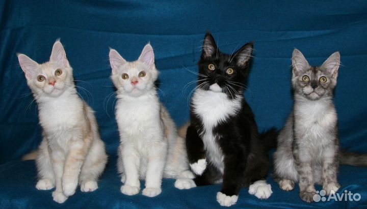 Малыши мейн-кун с документами