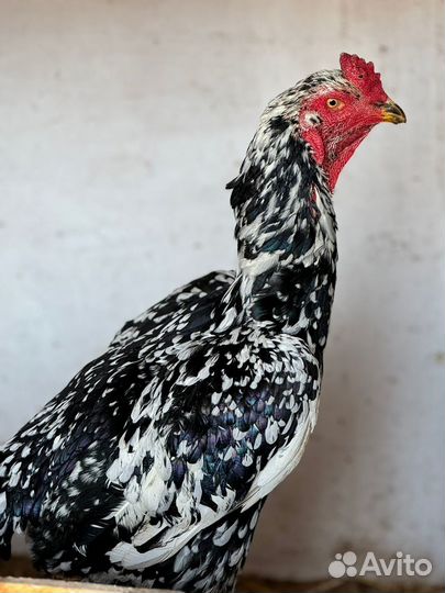 Бойцовский петух