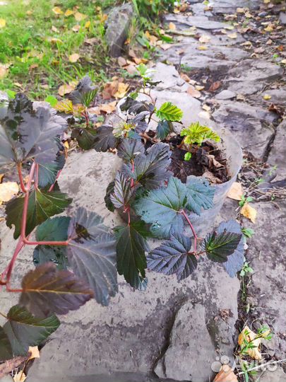 Пузыреплодник калинолистный Диабло