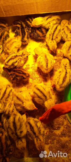 Перепела суточные