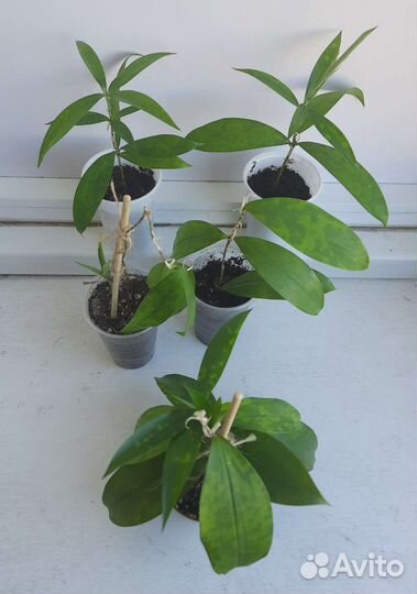 Драцена суркулоза