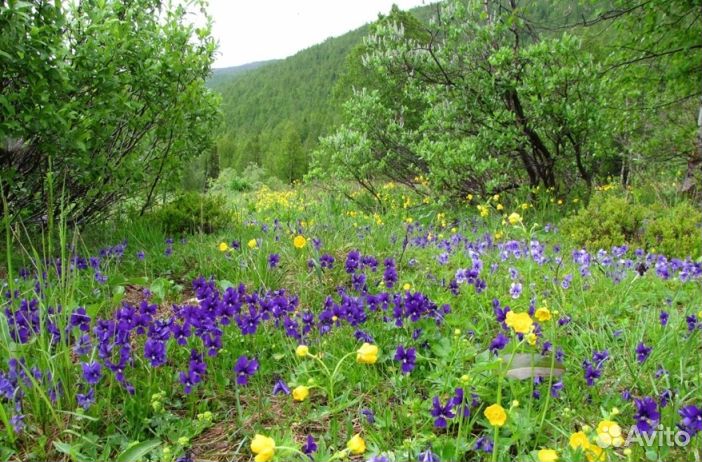 Мед 24 года натуральный опт