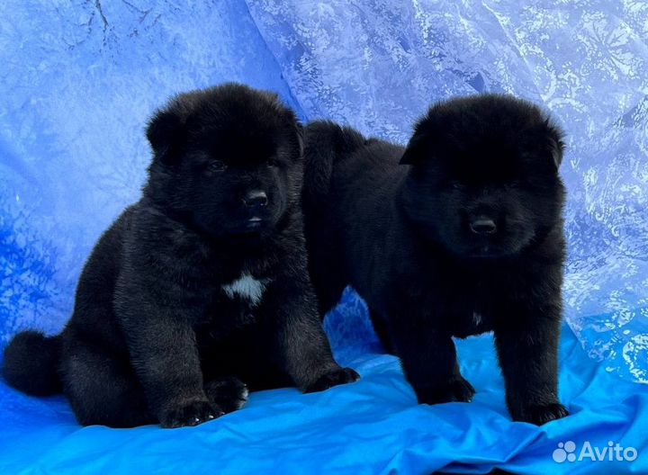 Щенки Американской Акиты