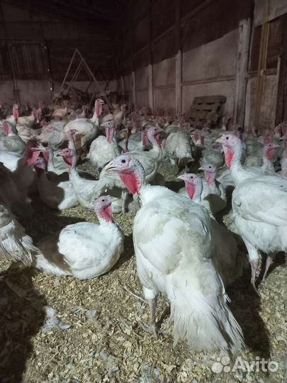 Индюки биг 6