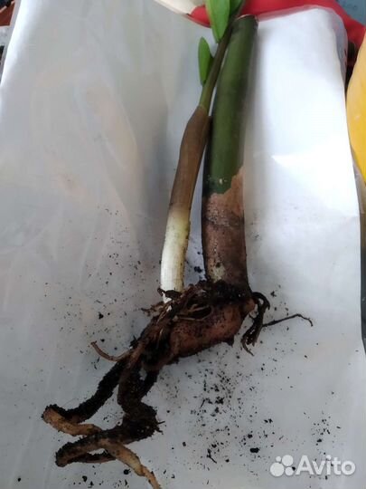 Сансевиерия, Замиокулькас