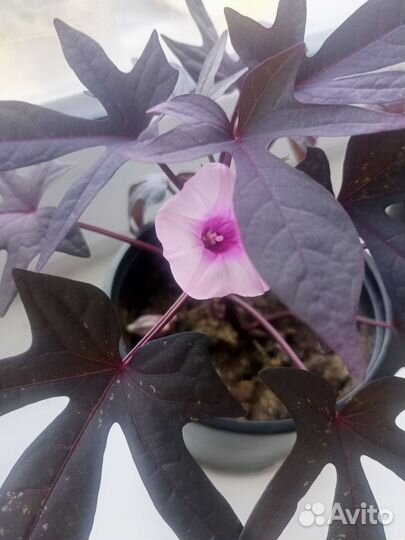 Растения для дома и сада